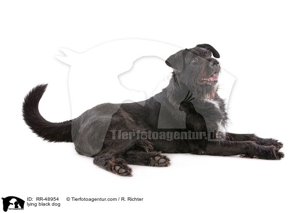 liegender schwarzer Hund / lying black dog / RR-48954