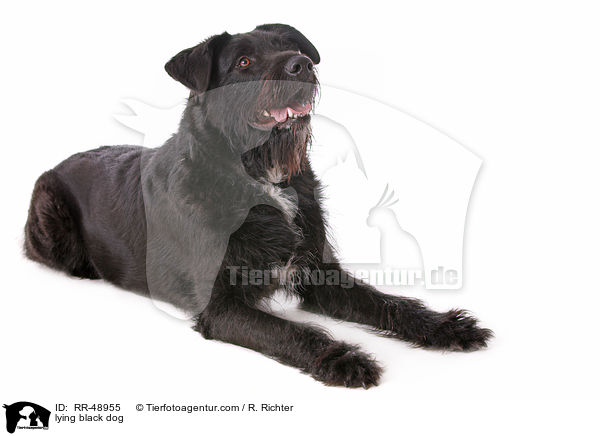 liegender schwarzer Hund / lying black dog / RR-48955