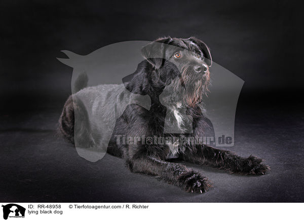 liegender schwarzer Hund / lying black dog / RR-48958