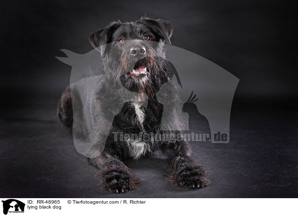liegender schwarzer Hund / lying black dog / RR-48965