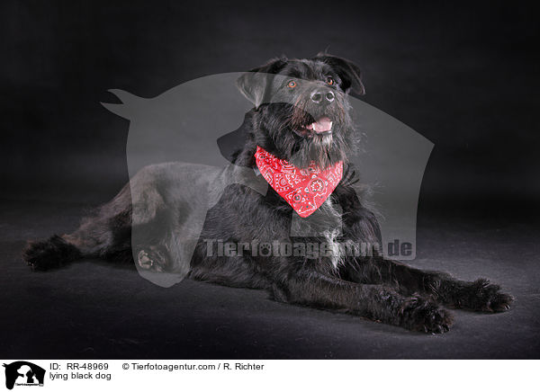 liegender schwarzer Hund / lying black dog / RR-48969