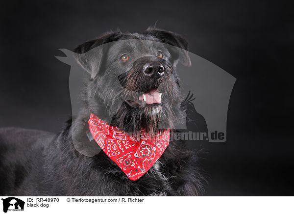 schwarzer Hund / black dog / RR-48970