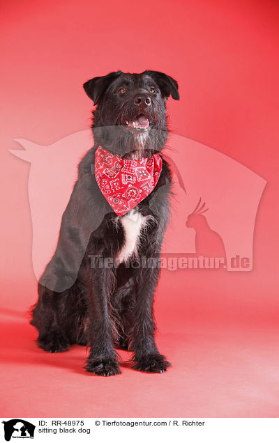 sitzender schwarzer Hund / sitting black dog / RR-48975