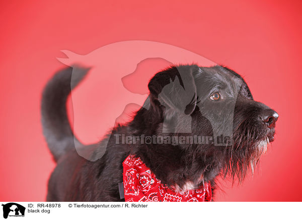 schwarzer Hund / black dog / RR-48978