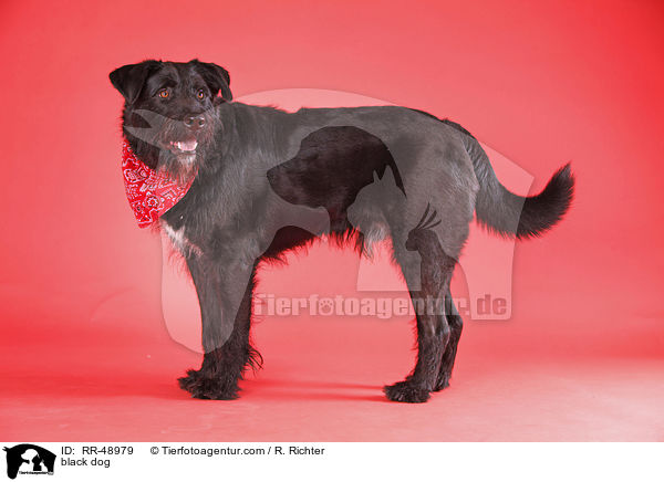 schwarzer Hund / black dog / RR-48979