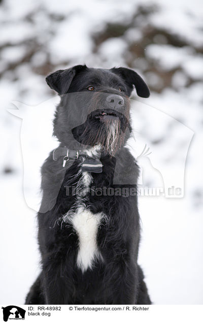 schwarzer Hund / black dog / RR-48982