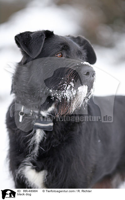 schwarzer Hund / black dog / RR-48984