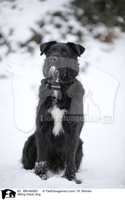 sitzender schwarzer Hund / sitting black dog / RR-48985