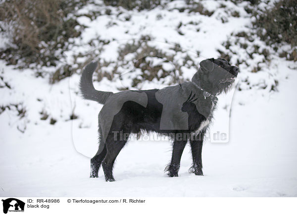 schwarzer Hund / black dog / RR-48986