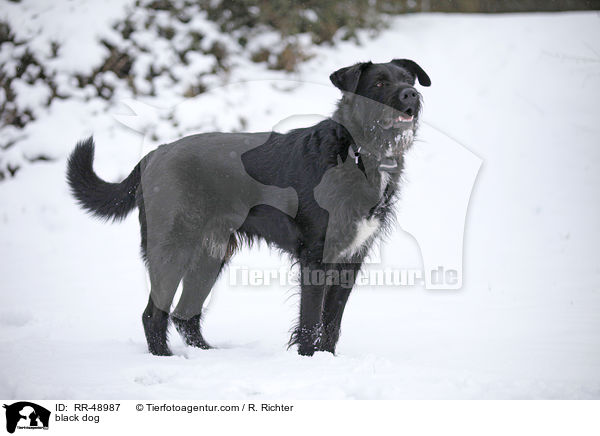 schwarzer Hund / black dog / RR-48987