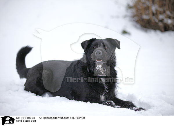 liegender schwarzer Hund / lying black dog / RR-48988