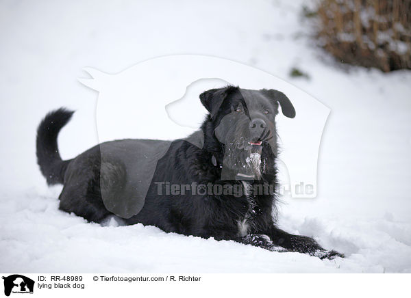 liegender schwarzer Hund / lying black dog / RR-48989