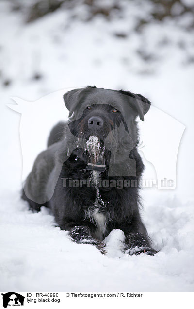 liegender schwarzer Hund / lying black dog / RR-48990