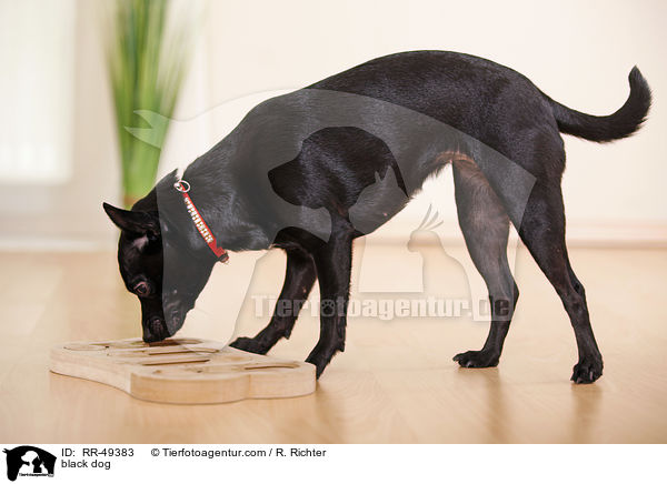 Chihuahua-Mischling / black dog / RR-49383