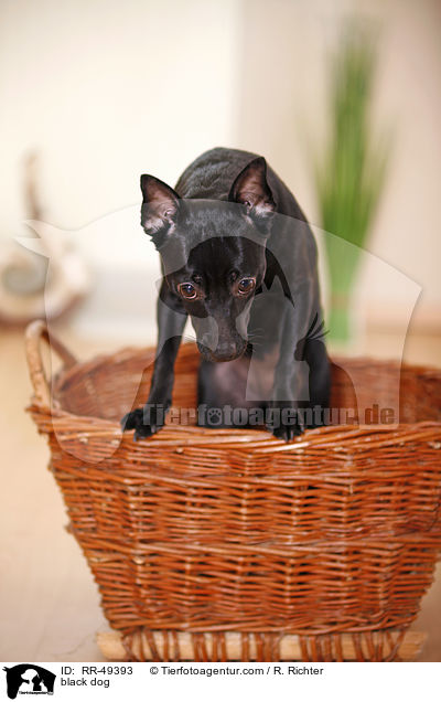 Chihuahua-Mischling / black dog / RR-49393