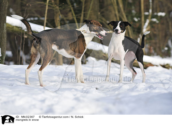 Mischlinge im Schnee / mongrels in snow / NN-02367