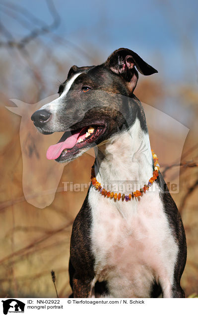 Podenco-Mix Portrait / mongrel portrait / NN-02922