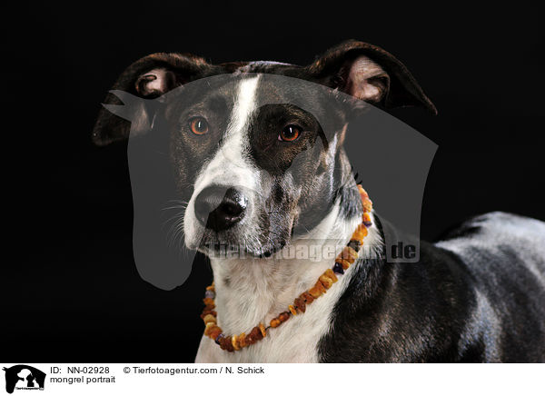 Podenco-Mix Portrait / mongrel portrait / NN-02928