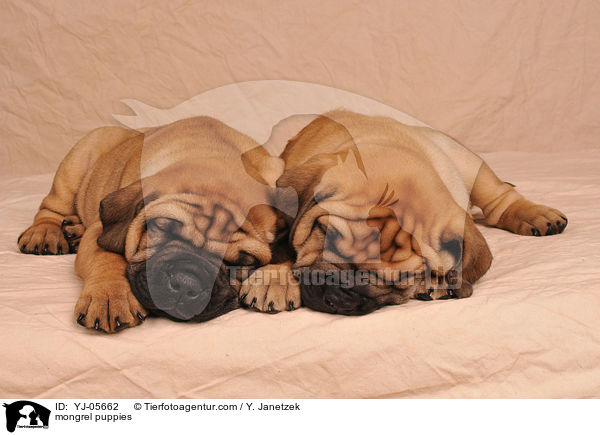 Ridgeback-Bullmastiff-Mix Welpen / mongrel puppies / YJ-05662