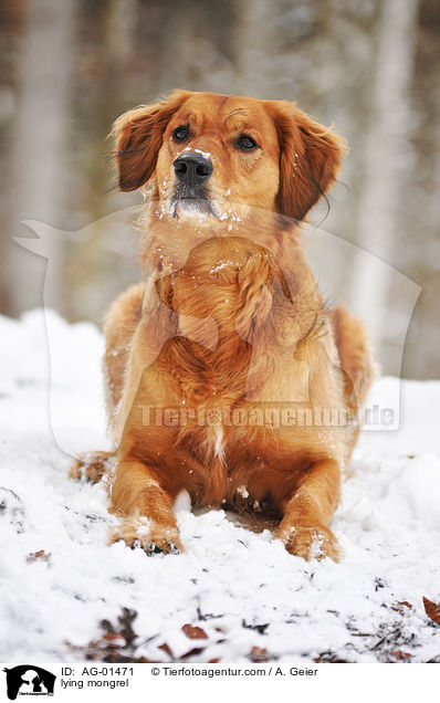 liegender Golden-Retriever-Mix / lying mongrel / AG-01471