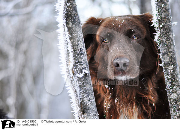 Mnsterlnder-Mix Portrait / mongrel portrait / AG-01505