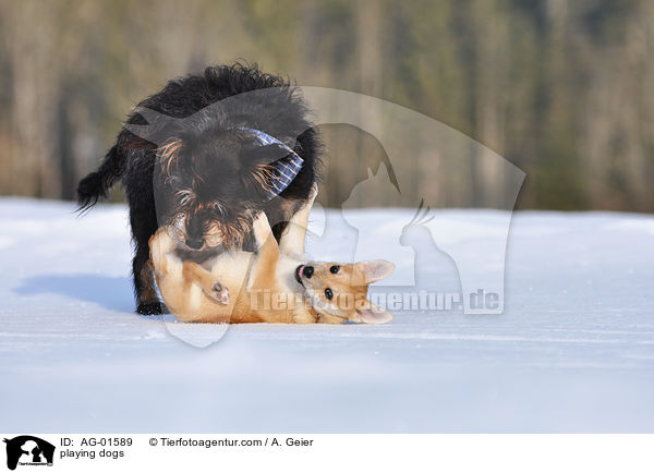 spielende Hunde / playing dogs / AG-01589