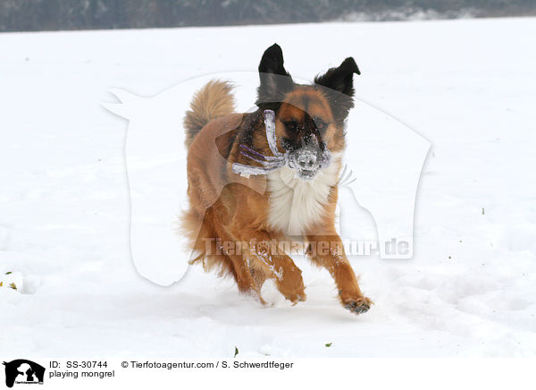 spielender Border-Collie-Mix / playing mongrel / SS-30744