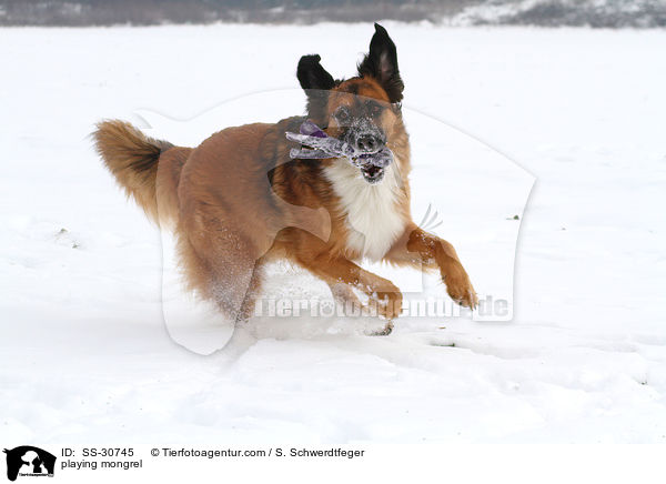 spielender Border-Collie-Mix / playing mongrel / SS-30745