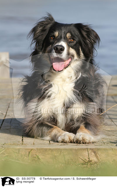 liegender Border-Collie-Mix / lying mongrel / SS-30778