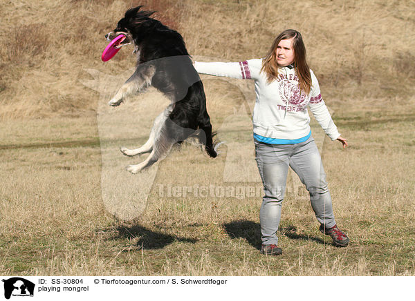 spielender Border-Collie-Mix / playing mongrel / SS-30804