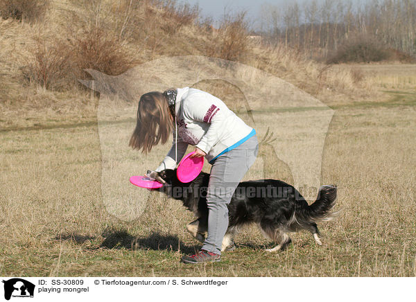 spielender Border-Collie-Mix / playing mongrel / SS-30809