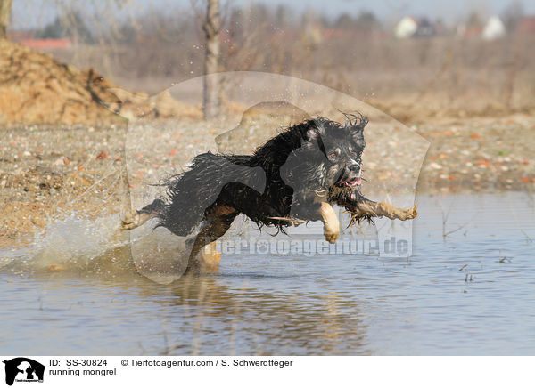 rennender Border-Collie-Mix / running mongrel / SS-30824