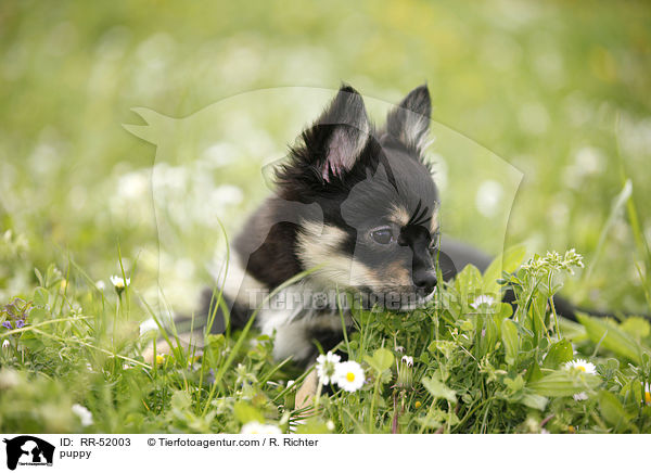 Chihuahua-Papillon-Mix Welpe / puppy / RR-52003