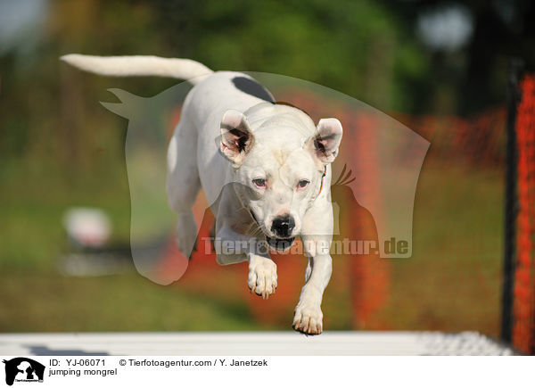 springender Mischling / jumping mongrel / YJ-06071