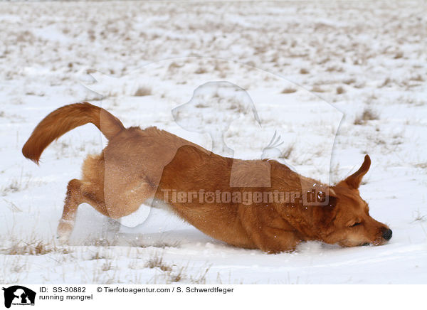 rennender Golden-Retriever-Terrier-Mix / running mongrel / SS-30882