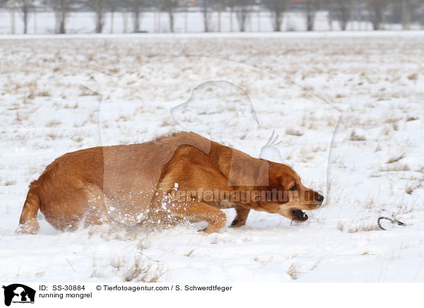 rennender Golden-Retriever-Terrier-Mix / running mongrel / SS-30884