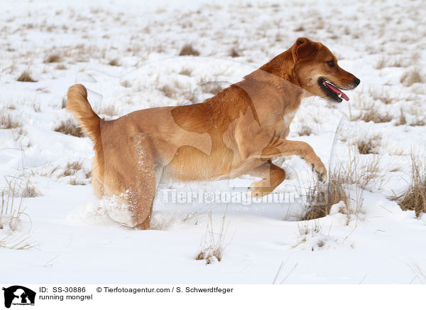 rennender Golden-Retriever-Terrier-Mix / running mongrel / SS-30886