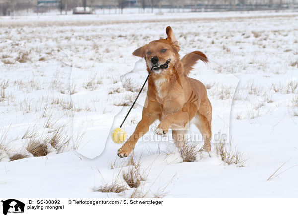 spielender Golden-Retriever-Terrier-Mix / playing mongrel / SS-30892