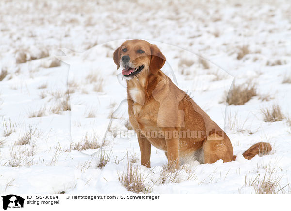 sitzender Golden-Retriever-Terrier-Mix / sitting mongrel / SS-30894