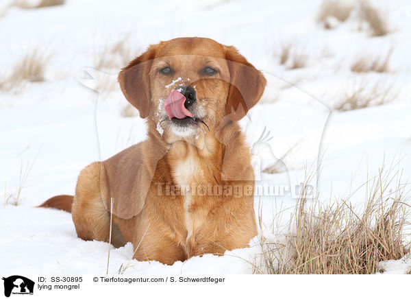 liegender Golden-Retriever-Terrier-Mix / lying mongrel / SS-30895