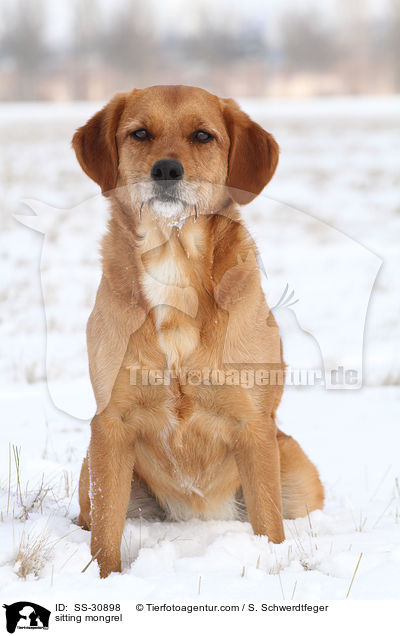 sitzender Golden-Retriever-Terrier-Mix / sitting mongrel / SS-30898