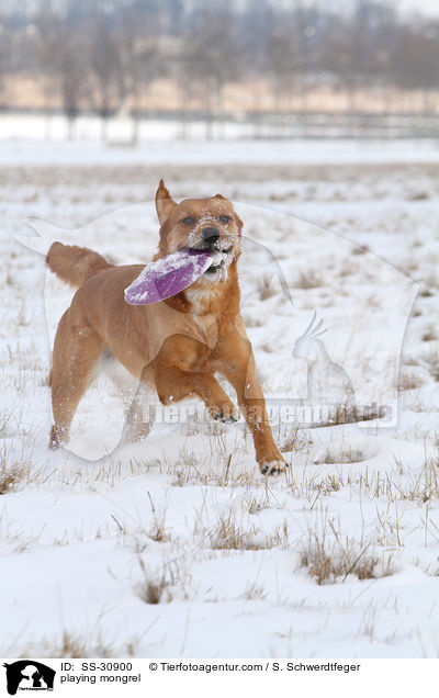 spielender Golden-Retriever-Terrier-Mix / playing mongrel / SS-30900