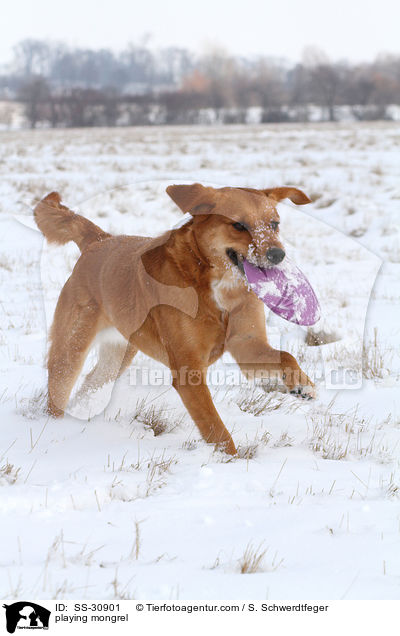 spielender Golden-Retriever-Terrier-Mix / playing mongrel / SS-30901