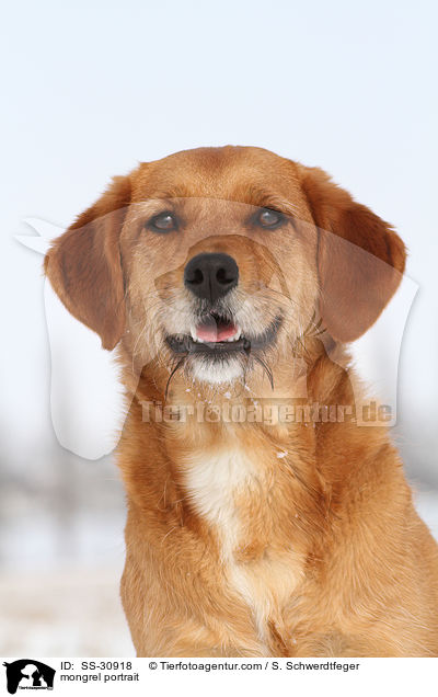 Golden-Retriever-Terrier-Mix Portrait / mongrel portrait / SS-30918