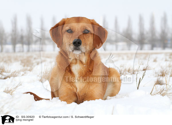 liegender Golden-Retriever-Terrier-Mix / lying mongrel / SS-30920