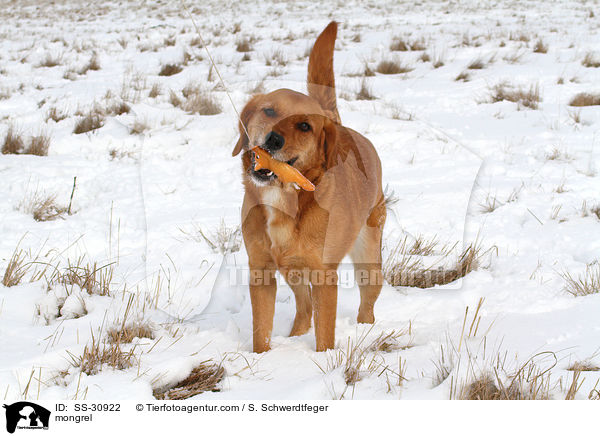 Golden-Retriever-Terrier-Mix / mongrel / SS-30922