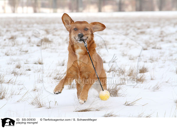 spielender Golden-Retriever-Terrier-Mix / playing mongrel / SS-30930