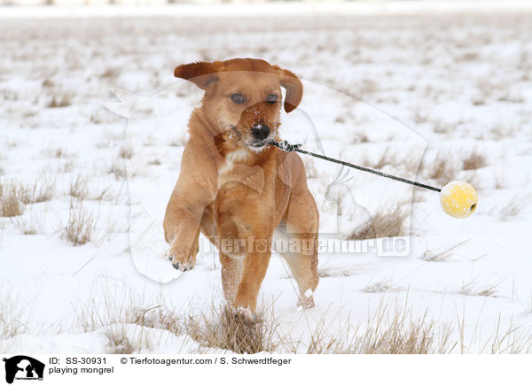 spielender Golden-Retriever-Terrier-Mix / playing mongrel / SS-30931