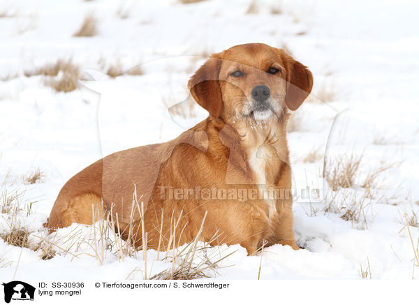 liegender Golden-Retriever-Terrier-Mix / lying mongrel / SS-30936