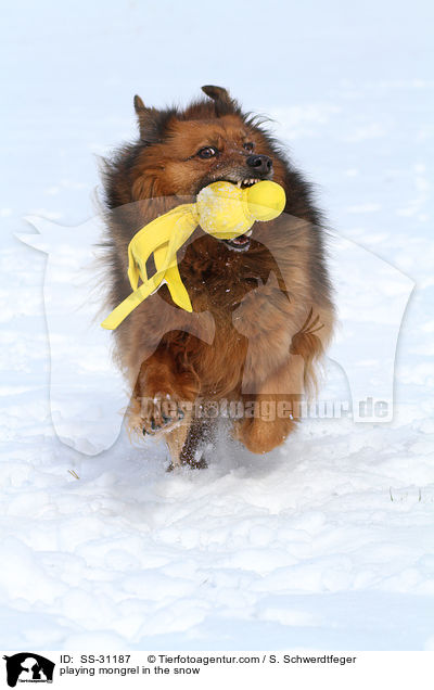 spielender Spitz-Mix im Schnee / playing mongrel in the snow / SS-31187